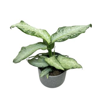 Dieffenbachia maculata 'Tropical Tiki'