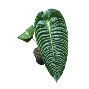 Anthurium veitchii