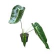 Anthurium veitchii (K)