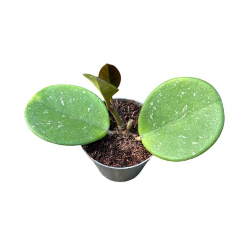 Hoya obovata (Inplanted)