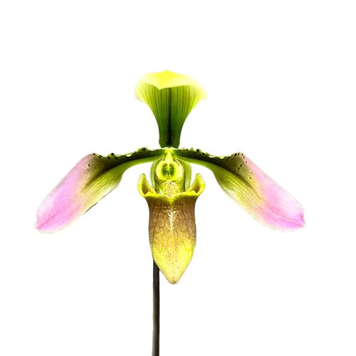 Paphiopedilum appletonianum (virágzóképes méret)