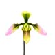 Paphiopedilum appletonianum (virág nélkül)