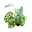 Monstera sp. 'Indonesian Marble' (Inplanted)