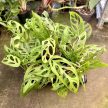 Monstera sp. 'Indonesian Marble' (Inplanted)