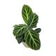 Calathea ecuadoriana (leértékelt)