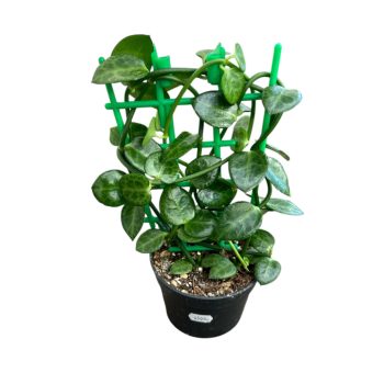 Ceropegia radicans ssp. smithii (Inplanted)