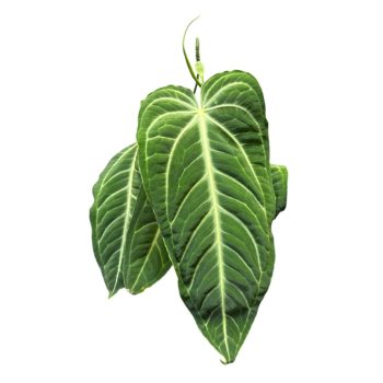 Anthurium villenaorum (L)