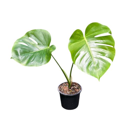 モンステラ・ポトス Monstera deliciosa green on green Monstera deliciosa 'Green on Green' (Inplanted) -
