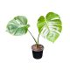 Monstera deliciosa 'Green on Green' (Inplanted)