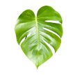 Monstera deliciosa 'Green on Green' (Inplanted)