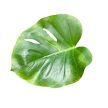 Monstera deliciosa 'Green on Green' (Inplanted)