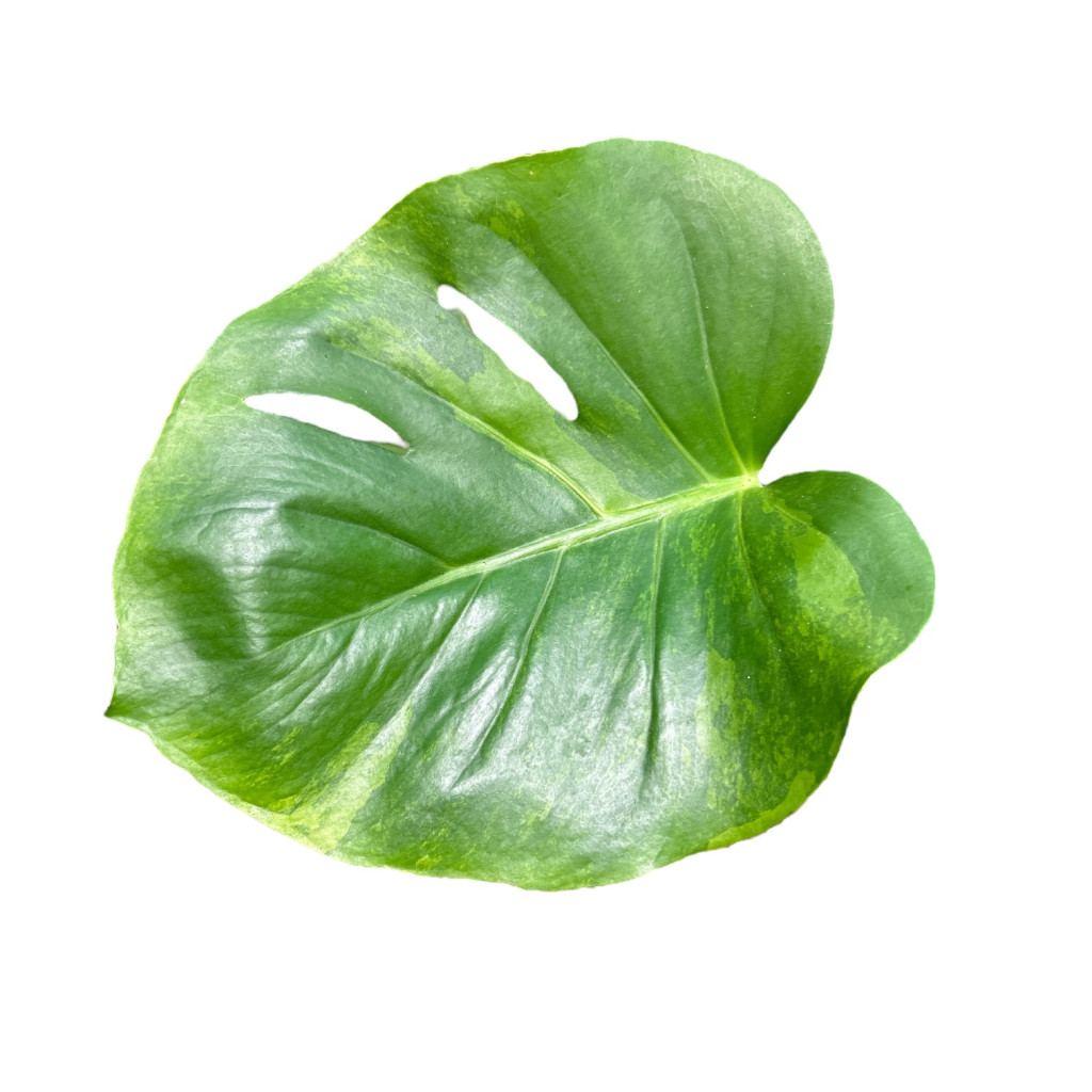 Monstera deliciosa 'Green on Green' (Inplanted) -