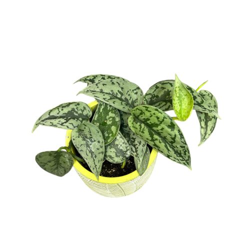 Scindapsus pictus 'Silver Lady' (Inplanted)