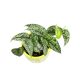 Scindapsus pictus 'Silver Lady' (Inplanted)