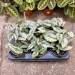 Scindapsus pictus 'Silver Lady' (Inplanted)