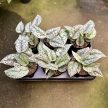 Scindapsus pictus 'Silver Lady' (Inplanted)