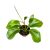 Hoya quinquenervia (Inplanted) mini