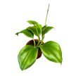 Hoya quinquenervia (Inplanted) mini