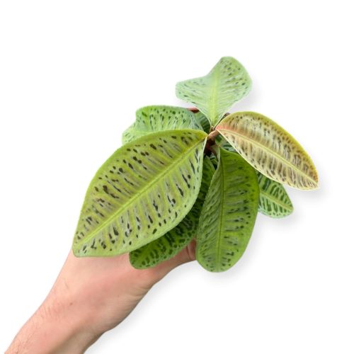 Labisia sp. Riau