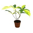 Philodendron 'Florida Beauty'