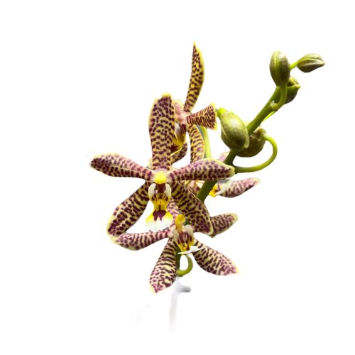 Phalaenopsis 'Bronze Maiden' (virágzóképes)