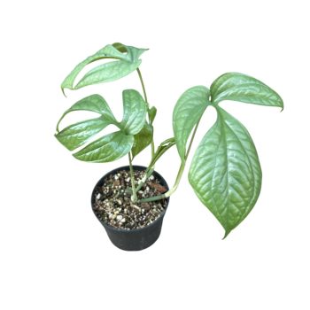 Amydrium medium 'Silver' (Inplanted)