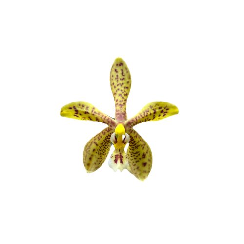 Phalaenopsis Stuartiano-Mannii (Virágzóképes)
