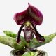 Paphiopedilum hibrid (Papucsorchidea)