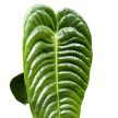 Anthurium veitchii (LNDGR)