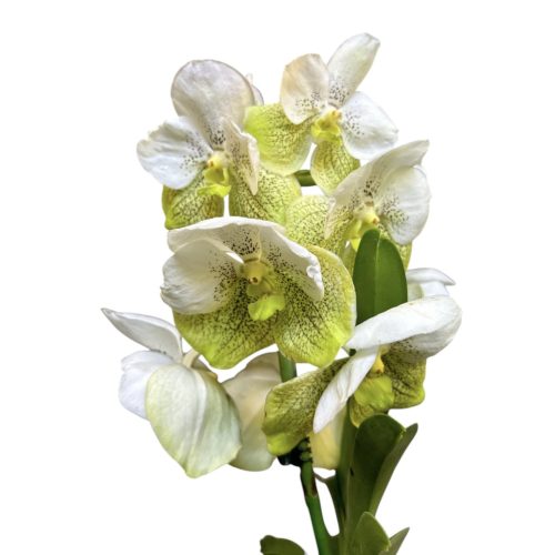 Vanda Divana® White Lemon