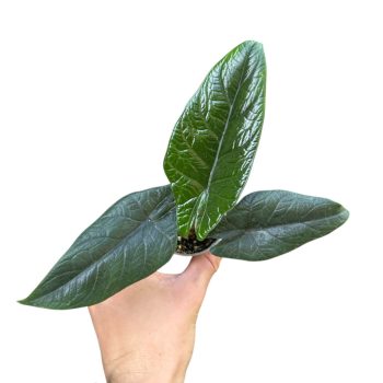 Alocasia scalprum (mini)