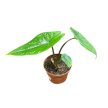 Alocasia scalprum (mini)