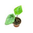 Alocasia scalprum (mini)