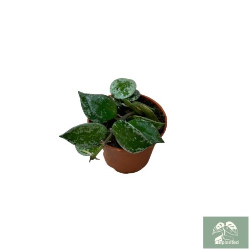 Hoya krohniana 'Spalsh' mini