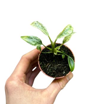 Rhaphidophora puberula 'Variegata'