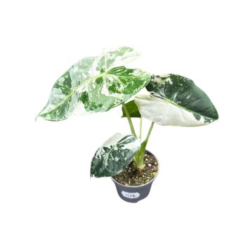 Alocasia micholitziana ‘Frydek Variegata’ (6 cm)