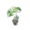 Alocasia micholitziana ‘Frydek Variegata’ (6 cm)
