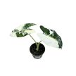 Alocasia micholitziana ‘Frydek Variegata’ (6 cm)