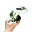Alocasia micholitziana ‘Frydek Variegata’ (6 cm)