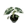 Alocasia micholitziana ‘Frydek Variegata’ (6 cm)