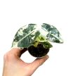 Alocasia micholitziana ‘Frydek Variegata’ (6 cm)