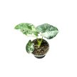 Alocasia micholitziana ‘Frydek Variegata’ (6 cm)