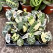 Alocasia micholitziana ‘Frydek Variegata’ (6 cm)