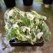 Alocasia micholitziana ‘Frydek Variegata’ (6 cm)