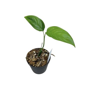 Monstera obliqua 'Suriname' (Paramaribo)