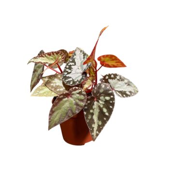 Begonia 'Silver Moon'