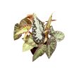 Begonia 'Silver Moon'