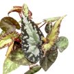 Begonia 'Silver Moon'