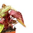 Begonia 'Silver Moon'