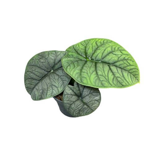 Alocasia melo (mini)